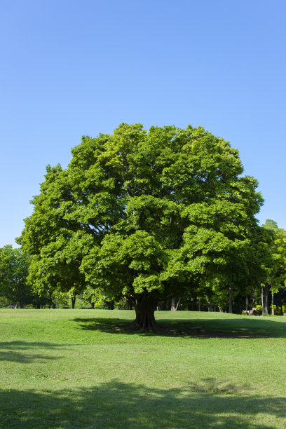 公园的树图片下载