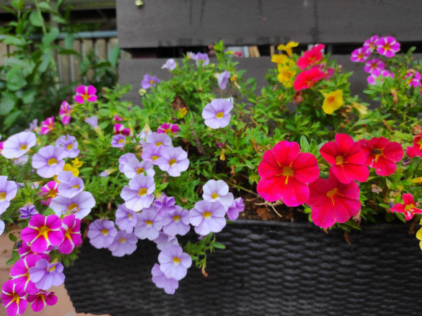 矮牵牛花是茄科开花植物的一个属，其花呈喇叭状图片下载