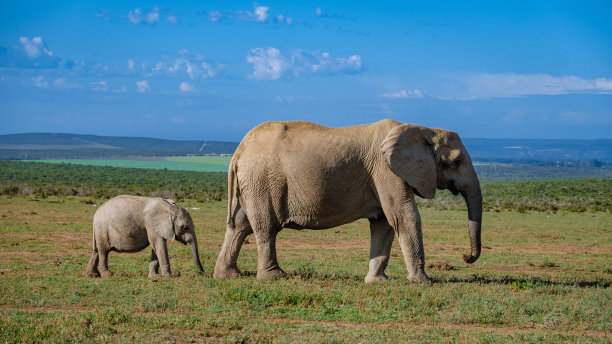 南非阿多大象公园，阿多大象公园里的大象家族，大象在水池里洗澡图片下载