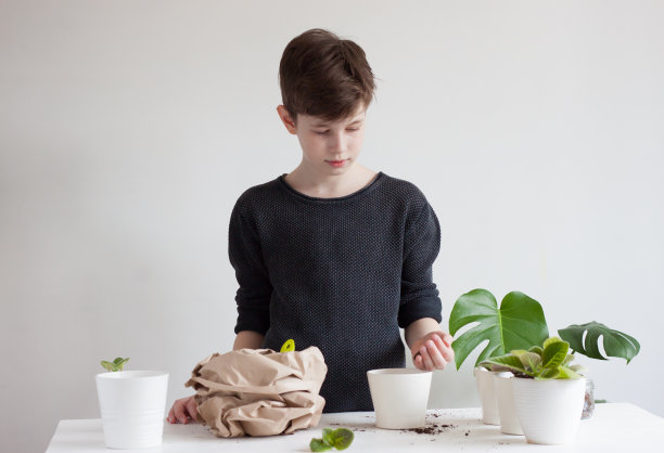 将家养植物移栽到花盆中。图片下载