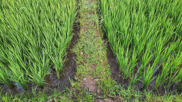 蓝天下的绿稻田，乡间的山峦。农场、增长和农业概念。图片下载