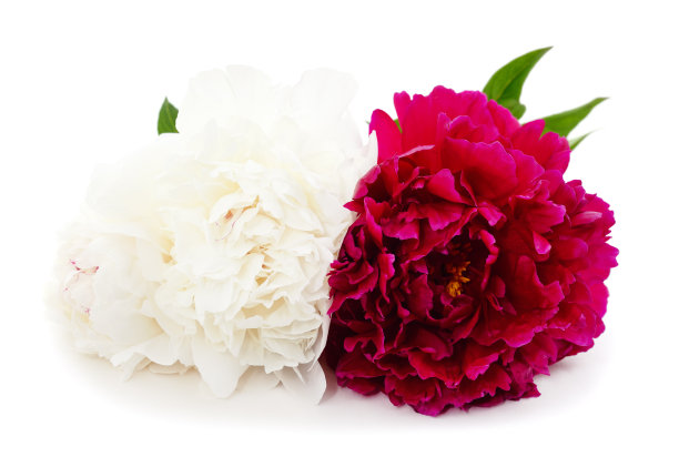 白色和粉红色的牡丹。图片下载