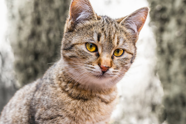 一只可爱的灰红色小猫，黄色的眼睛仔细地注视着远方。图片下载
