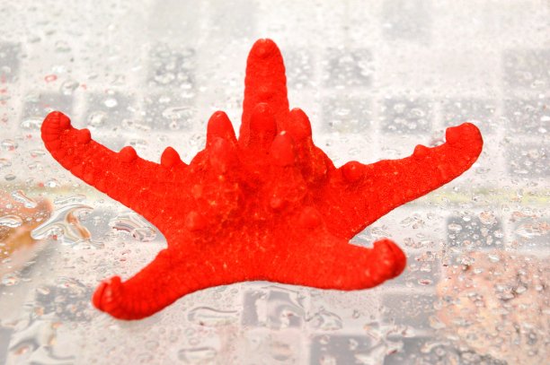 海星图片下载