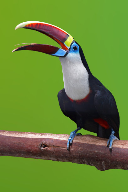 White-throated巨嘴鸟鸟图片下载