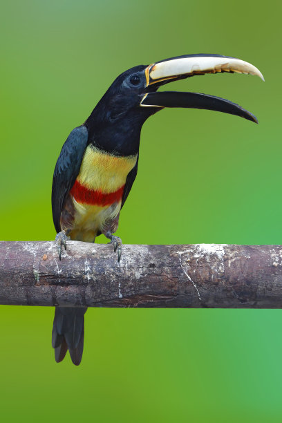 黑颈鹤等aracari鸟图片下载