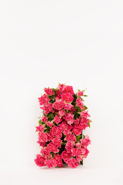 新鲜的粉色玫瑰作为拱门抽象的白色场景模型为展示化妆品或商品，复制空间，垂直。明亮浪漫的夏季广告模板，设计。图片下载