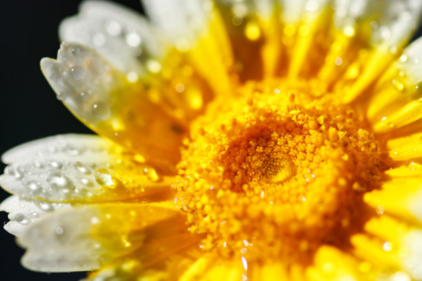 花宏。自然背景。非洲菊。水滴图片下载