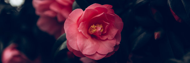 盛开的粉红色茶树图片下载