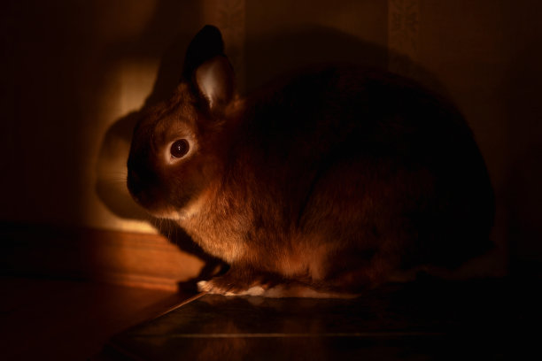 阳光下的宠物兔特写图片下载