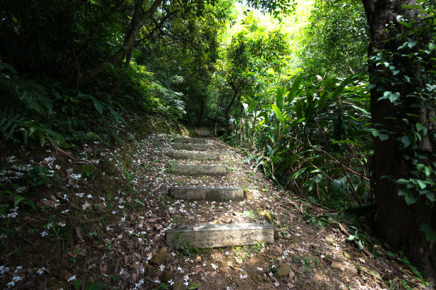 在山间小道的中央，桐花覆盖了所有的地面，像夏天的雪，阳光穿过森林照耀在小道上，在台湾基隆。图片下载