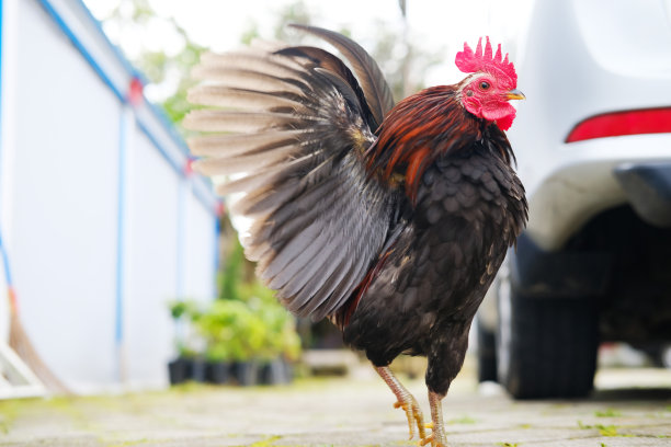 美丽的装饰公鸡图片下载