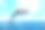 阳光明媚的日子里，美丽的宽吻海豚跳出清澈湛蓝的海水图片下载