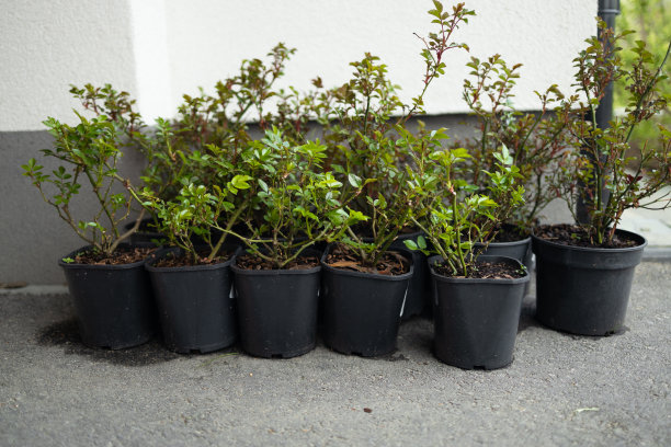 在一个灰色的平台上，玫瑰在一个黑色的塑料盆里种植，为春天的种植准备幼苗图片下载