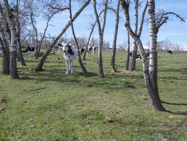 欧兹镇附近的白杨林中的一小群牛图片下载