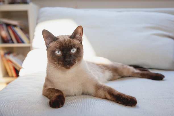 沙发上有只暹罗猫图片下载