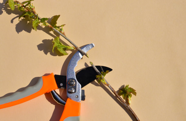 米色背景上摆放着园艺工具、剪枝剪和小红醋栗的枝条。图片下载