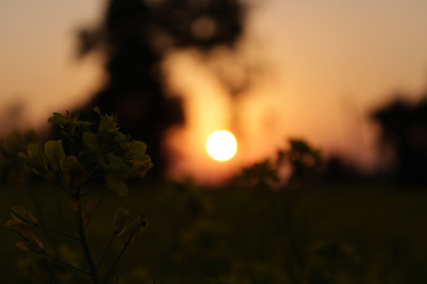 模糊离焦的橙色日落墙纸背景图片下载