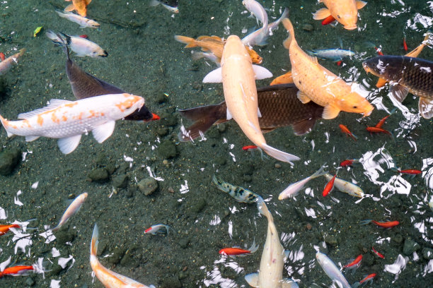 各种各样的观赏鱼在水中与抽象和艺术的马赛克图片下载