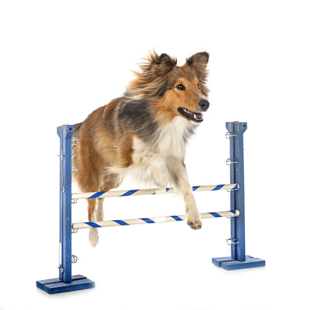 录音室里的设得兰牧羊犬图片下载