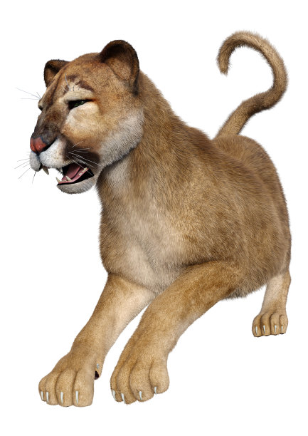 3D渲染白色大猫美洲狮图片下载