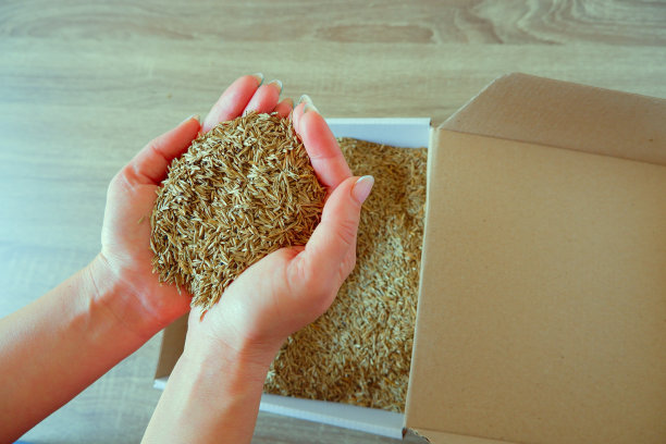 女人的手从纸板箱里取出草籽。准备播种草坪。图片下载