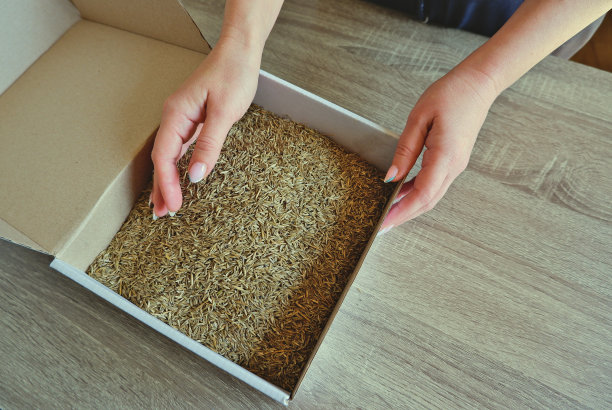 女人的手从纸板箱里取出草籽。准备播种草坪。图片下载