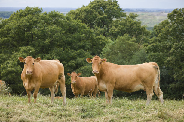 英国农场上的一群赫里福德牛，肉牛图片下载