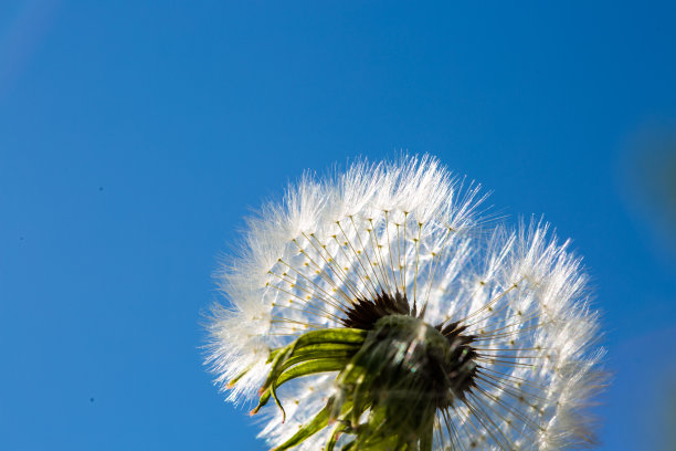 Wesslinger See自然保护区的蒲公英草地图片下载