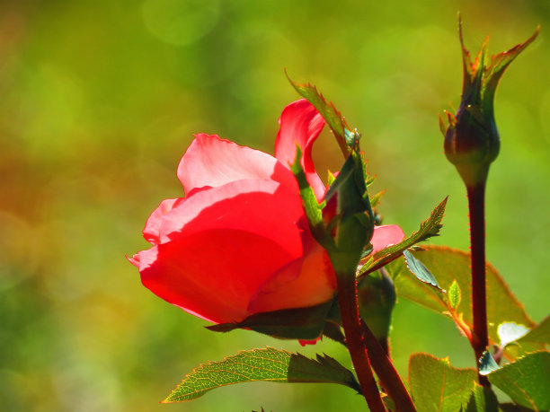 美丽的玫瑰花。图片下载