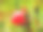 美丽的玫瑰花。图片下载