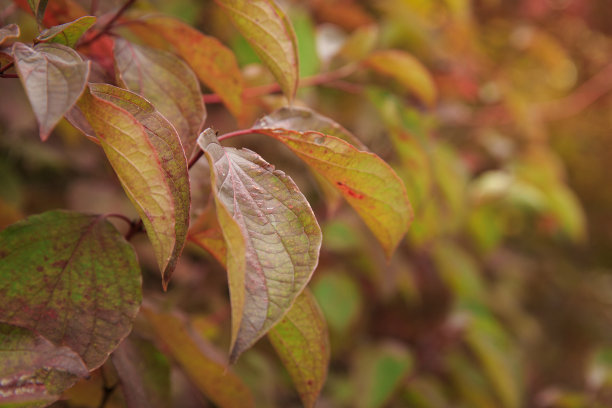 秋天的红叶。图片下载