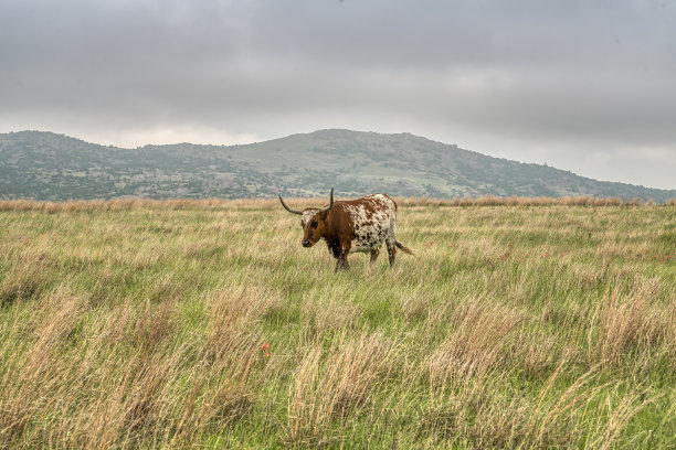 在俄克拉荷马州的德克萨斯长角牛图片下载