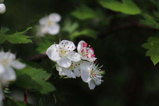 山楂植物春天开花图片下载