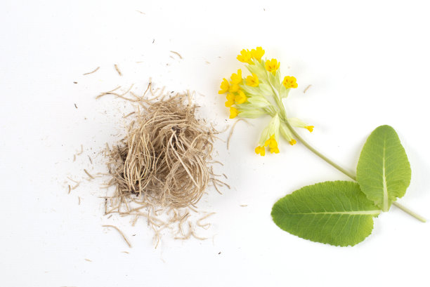 干燥的根常见九轮草(报春花)和新鲜的花孤立在白色背景，俯视图。图片下载