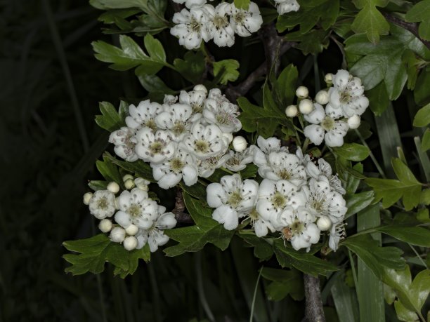 中部野生山楂花束。图片下载