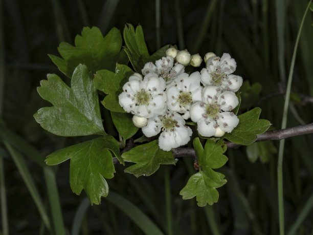 中部野生山楂花。图片下载