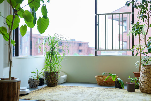 室内有绿色的窗台图片下载