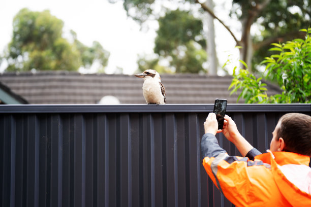 道路工人拍笑翠鸟的照片图片下载