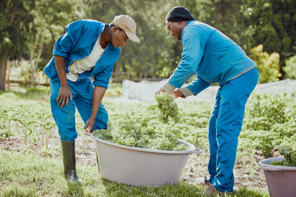 两个英俊的年轻农民站在一起收割羽衣甘蓝的全长镜头图片下载