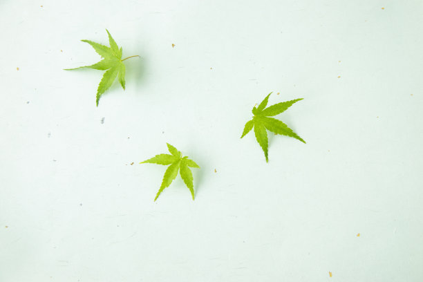 日本设计的枫叶图片下载