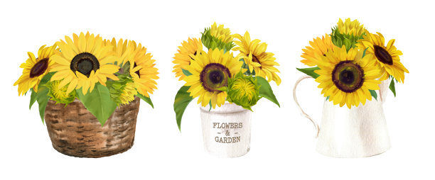 水彩乡村农舍向日葵花束，夏天的花设置在白色的背景图片下载