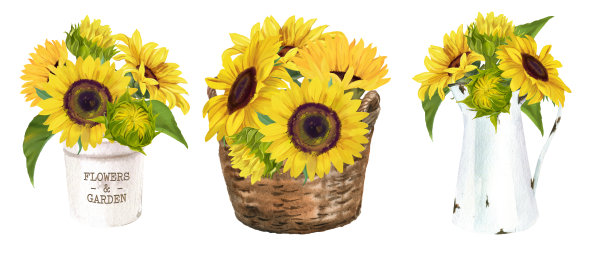 水彩乡村农舍向日葵花束，夏天的花设置在白色的背景图片下载