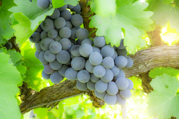 丰收时节，一串新鲜的深色成熟葡萄，在柔和的阳光下，绿叶上，种植在有机葡萄园的农场里，生产出红葡萄酒图片下载