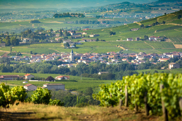 Cercié村庄和葡萄园，博若莱，法国图片下载
