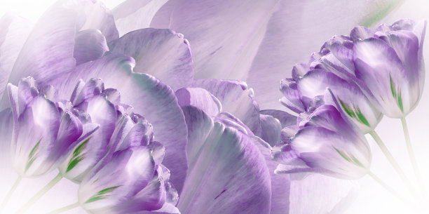 花紫色郁金香花春天的背景。那郁金香的花瓣。特写镜头。大自然。图片下载