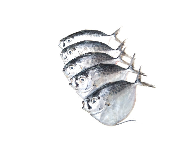 黑斑美眉，孤立于白色背景的月鱼，选择性聚焦图片下载