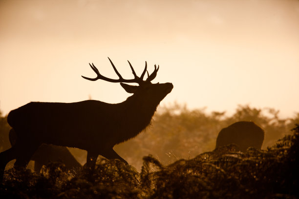 伦敦丛林公园冬季薄雾中一只马鹿的剪影图片下载