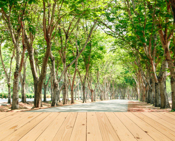 阳光下的绿树隧道图片下载