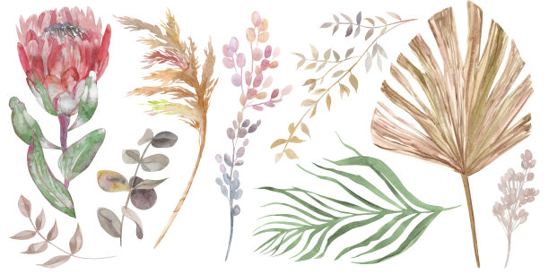 他们的干燥海龙花和热带棕榈叶水彩画的集合图片下载